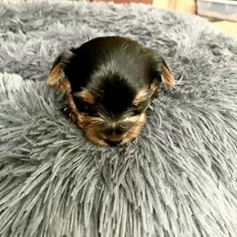 Chihuahua, Pomeranian, and Yorkshire Terrier Puppies from Pampered Pups Kennel