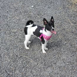 Rosie - Companion Cross