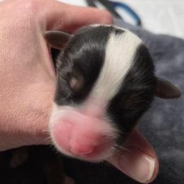Velvet- Black Tri - Black tri-color female Australian Shepherd puppy in Anthony, Florida from Out of the Blue Aussies