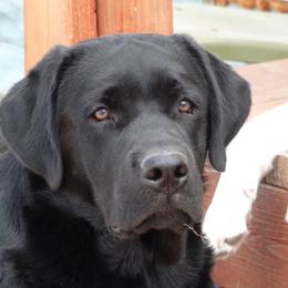 Labrador Retriever All Grown Up from Timber's Labradors