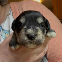 Sadie - Black and silver female Miniature Schnauzer puppy in Hull, Georgia from Ardent Miniature Schnauzers of Athens
