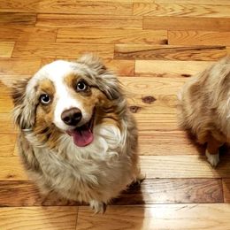 Miniature Australian Shepherds from Five Arrows Mini Aussies