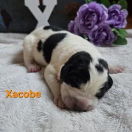 XACOBE - White male Central Asian Shepherd Dog puppy in Michigan from Guardian Dog