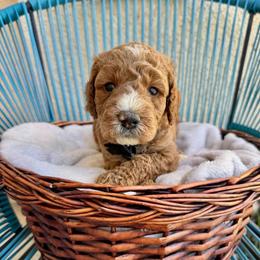 Black collar - Parti male Assorted Doodle Crosses puppy in Marysville, California from Dailey Doodles and Dachshunds