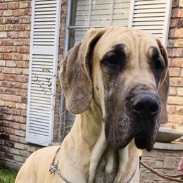 Toes - Great Dane