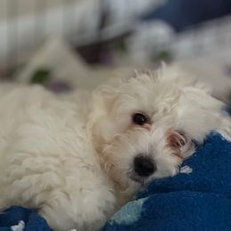 Audi - White Coton de Tulear puppy in Glenview, Illinois from Welbright the Coton