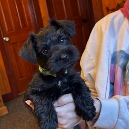 Daisy - Black female Miniature Schnauzer puppy in Colorado Springs, Colorado from Spice Mountain Puppies