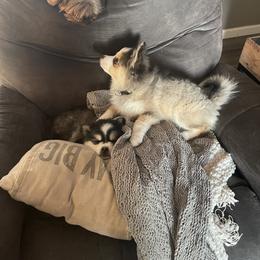 Pomsky Puppies from Furever Pomskies