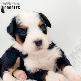 Corinne - Tri-color female Bernedoodle puppy in Tipton, Indiana from Country Creek Doodles
