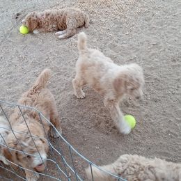 Poodle Puppies from Southwest Standards