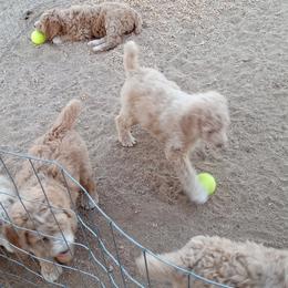 Poodle Puppies from Southwest Standards