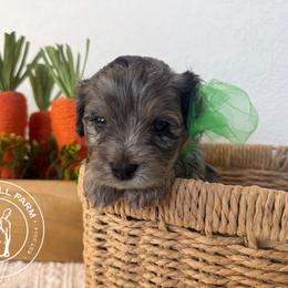 O'Shea - Merle male Cavapoo puppy in Fayetteville, Arkansas from Silver Hill Farm