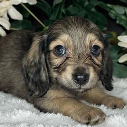 Slate - Cream male Dachshund puppy in Lakeland, Florida from Buckwild Doxies