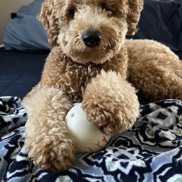 Goldendoodle All Grown Up from Hope RI Goldendoodles