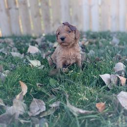 Mable-Brown - Apricot female Goldendoodle puppy in Casper, Wyoming from 307 Doodles