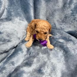 Dakota - Apricot male Poodle puppy in Tennessee Colony, Texas from Poodle an Doodles 3:16