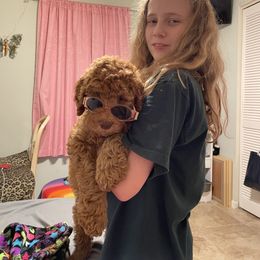 Poodle Puppies from FurEver Poodles