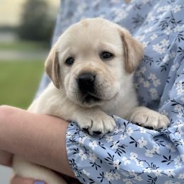 Dune - Yellow male Labrador Retriever puppy in Rochester, New Hampshire from Merrydale Labradors