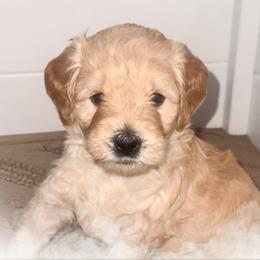 Randy - Red  male Goldendoodle puppy in Garden Grove, California from Sunkissed Doodles
