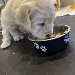 Golden Retriever Puppies from Bramble Berry Goldens