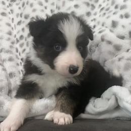AMMO - Border Collie puppy in Jonesboro, Arkansas from Hampton Border Collies