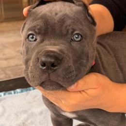 Betan D Court-B...... - Gray male Cane Corso puppy in Cypress, Texas from Betan Cane Corso D’ Court