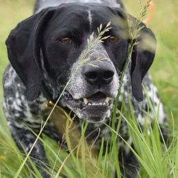 German Shorthaired Pointers from Rismiller German Shorthaired Pointer Puppies