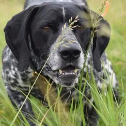 German Shorthaired Pointers from Rismiller German Shorthaired Pointer Puppies