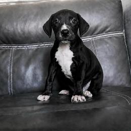 Spider-Man - Black and white male Great Dane puppy in Florida from Beachside Kennels