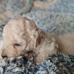 Elliot - Cream male Poodle puppy in Blanch, North Carolina from Faithful Hearts Kennel