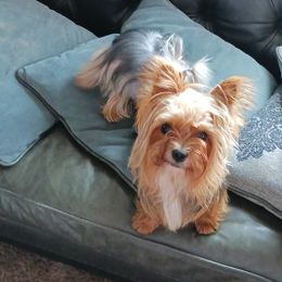 Spikes - Yorkshire Terrier