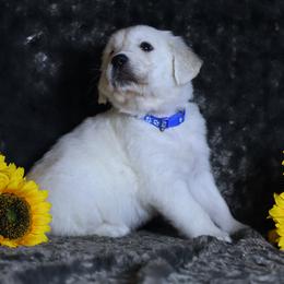 Blue  Male - Light golden male Golden Retriever puppy in Pasadena, Maryland from Promise Land
