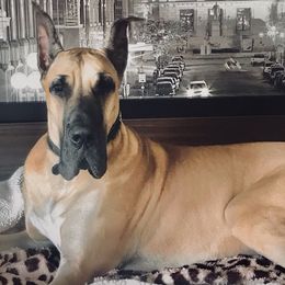 Great Danes from RyVa Danes