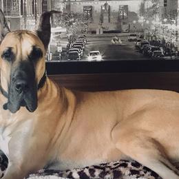 Great Danes from RyVa Danes
