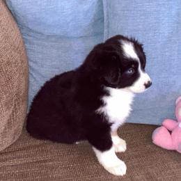 Jada AKC ASDR DNA Tested - Black tri female Miniature Australian Shepherd puppy in Westwego, Louisiana from Connie's American Eskimo Dogs and Mini Australian Shepherd Dogs