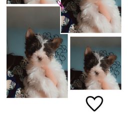 Biewer Terrier Puppies from Port-au-Prints