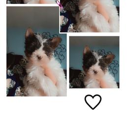 Biewer Terrier Puppies from Port-au-Prints