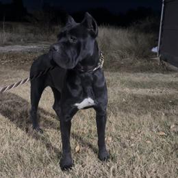 Brynn - Cane Corso