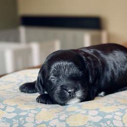 Female 1 (black and white) - Black and white female Cavapoo puppy in Coal City, Indiana from Wednesday & Co