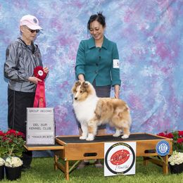 Shetland Sheepdog Puppies from Aratone