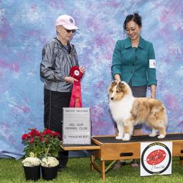 Shetland Sheepdog Puppies from Aratone
