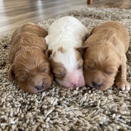 Bernedoodle and Cavapoo Puppies from Sugar Doodles Pups