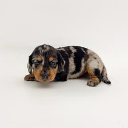 Aspen - Dapple female Dachshund puppy in Waddell, Arizona from Neu Doxies