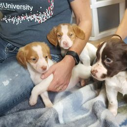 Brittany Puppies from Center Ridge Brittanys