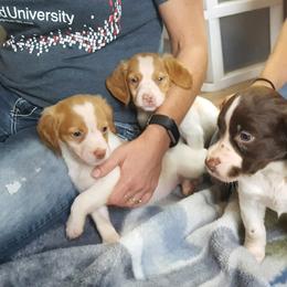Brittany Puppies from Center Ridge Brittanys