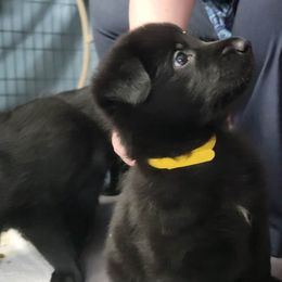 Valkyrie Yellow collar - German Shepherd puppy in Bartlett, Tennessee from Vigilant Shepherds