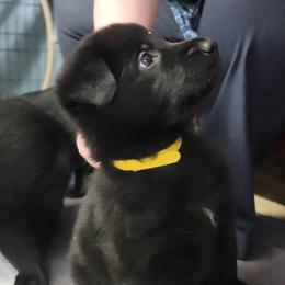 Valkyrie Yellow collar - German Shepherd puppy in Bartlett, Tennessee from Vigilant Shepherds