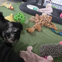 Girl 1 - White and buff female Bichon Frise puppy in Selma, North Carolina from Havenkennels
