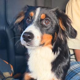 Ranger - Miniature Australian Shepherd