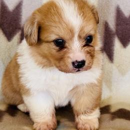 Girl 2 fluffy - Fawn female Pembroke Welsh Corgi puppy in Huntington Beach, California from Gingerbread